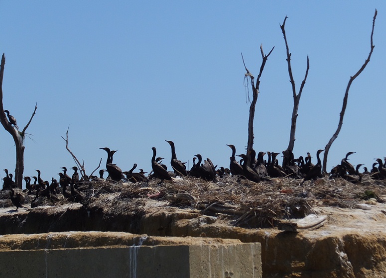 Zoomed-in shot of the cormorants facing the narrow side of the island