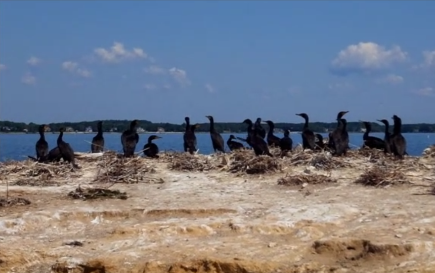 Cormorant activity and noise at Bodkin Island