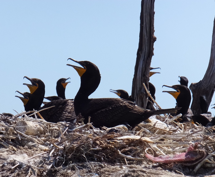 Cormorants sitting on their nests