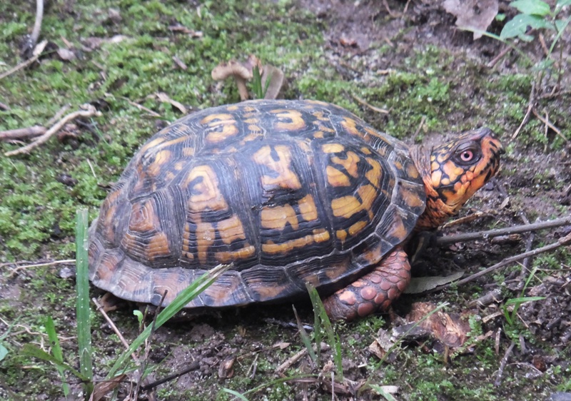 Side view of box turtle