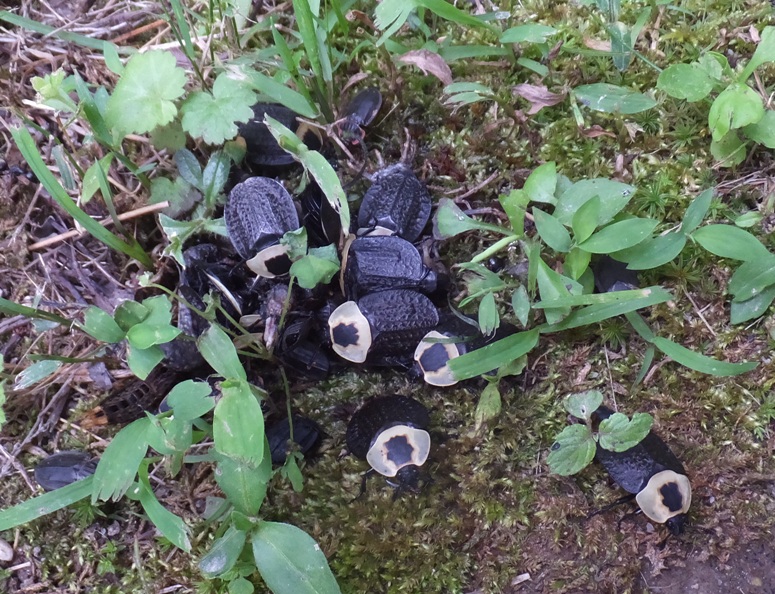 American carrion beetles