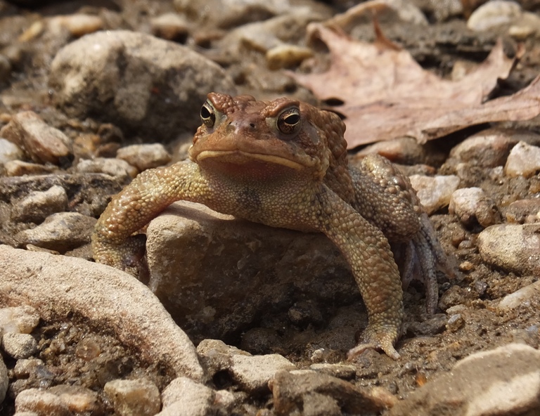 Toad standing with his front legs spread wide