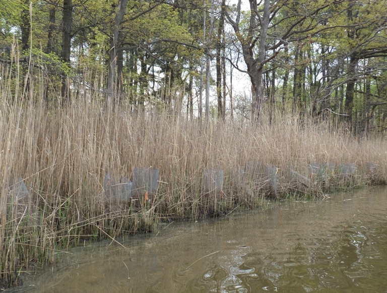Plants with cages around them surrounded by tall grasses