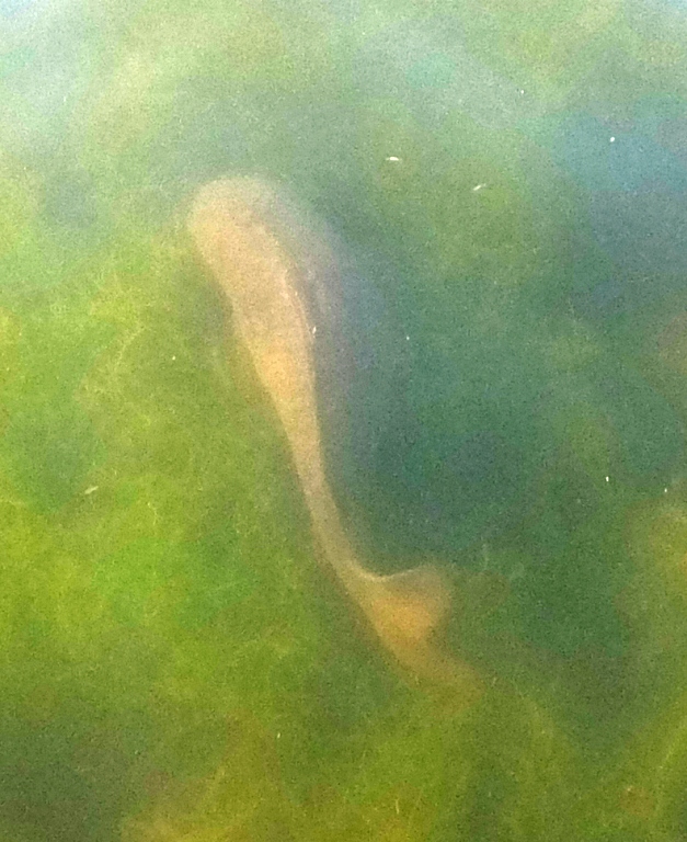 Carp in the water, seen from above