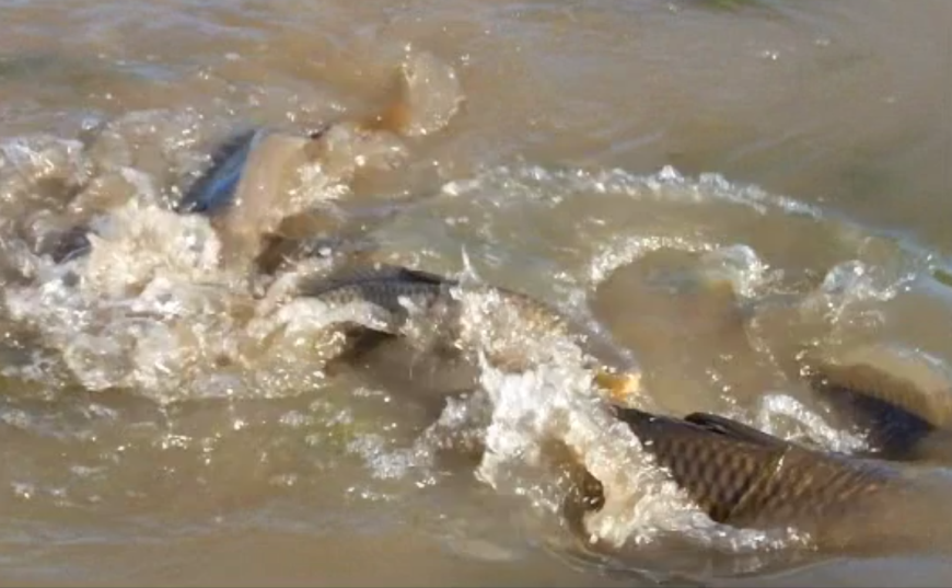 Carp spawning
