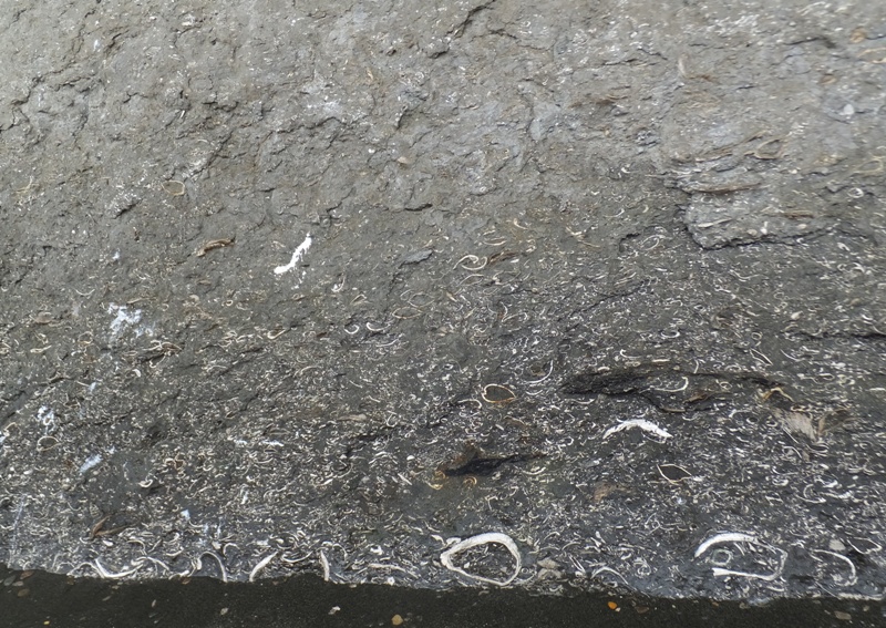 Old shells embedded in the cliff wall