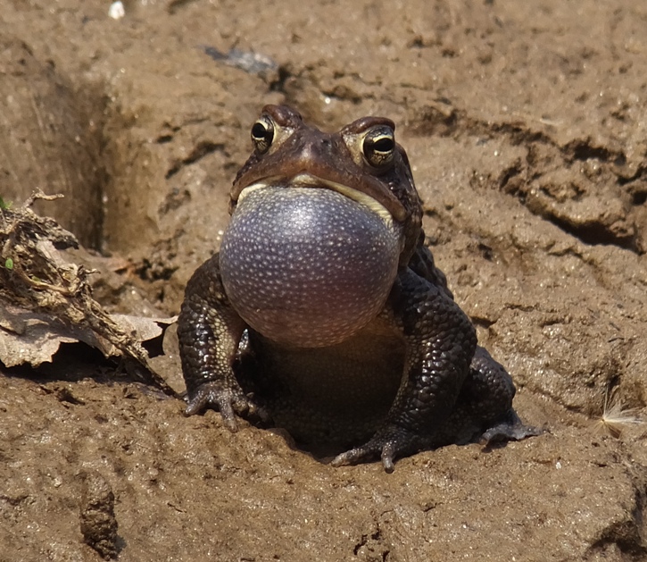 Dark green toad with inflated vocal sac