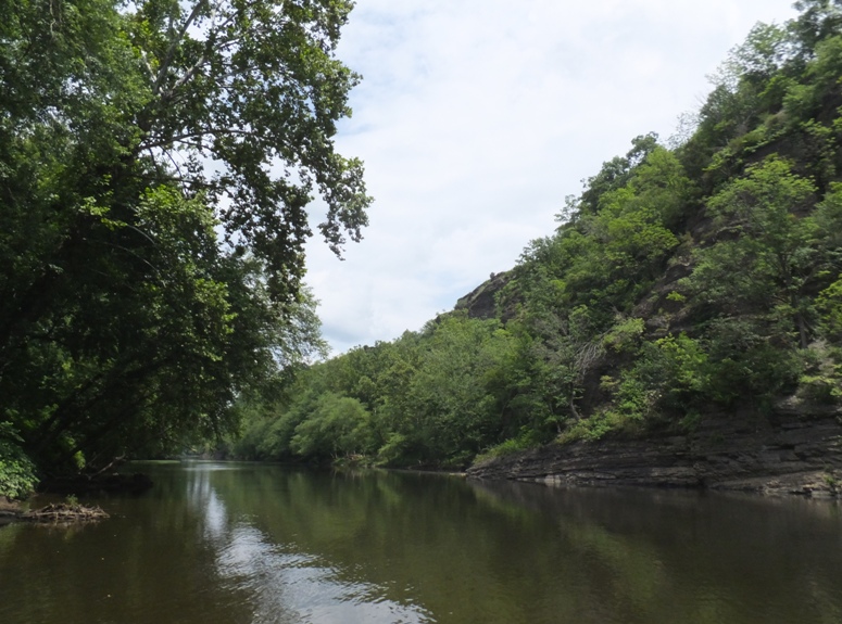 Thick foliage downstream