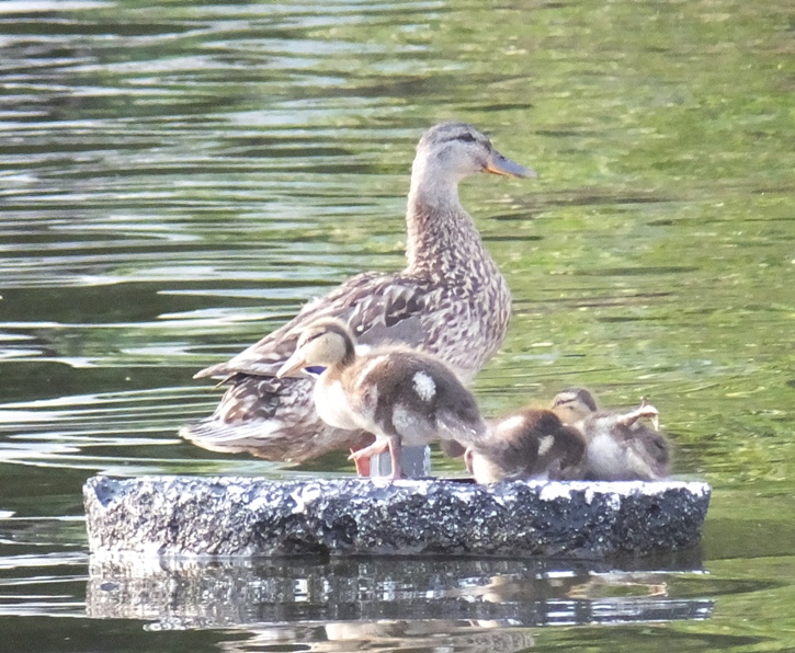 Mother with baby ducks standing on something floating