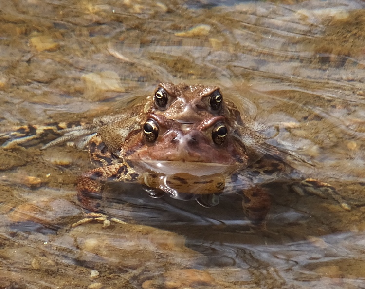 One toad on top of another with both partially submerged