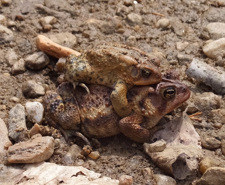 Smaller toad holding tight onto a larger toad underneath