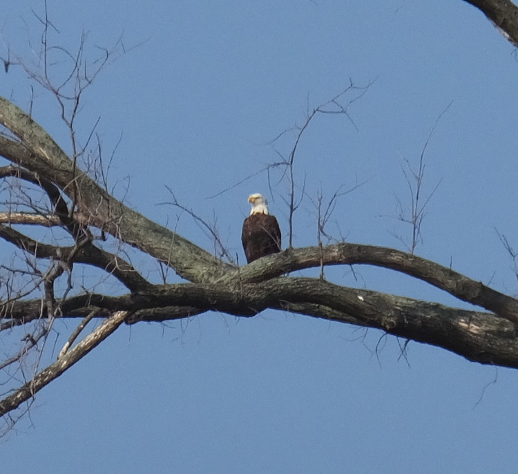 Bald eagle perched in bare tree