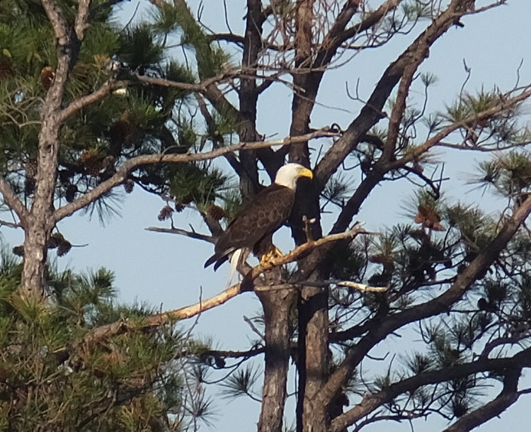 Bald eagle in tree
