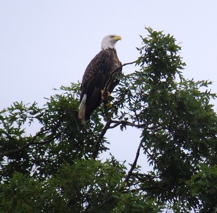 Bald eagle perched in tree
