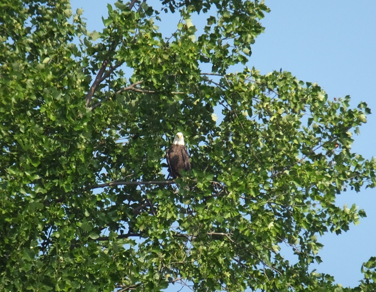 Bald eagle perched in tree with leaves