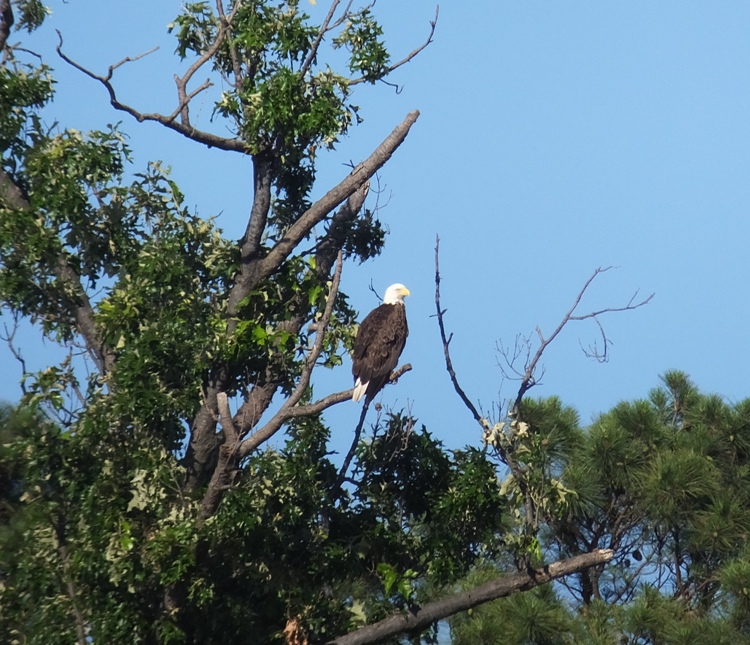 Bald eagle in tree