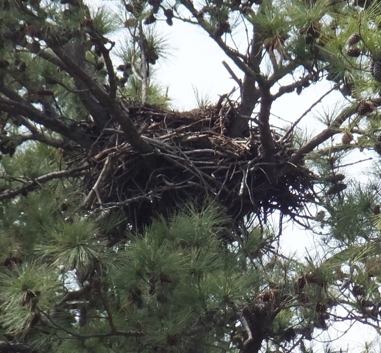 Bald eagle nest