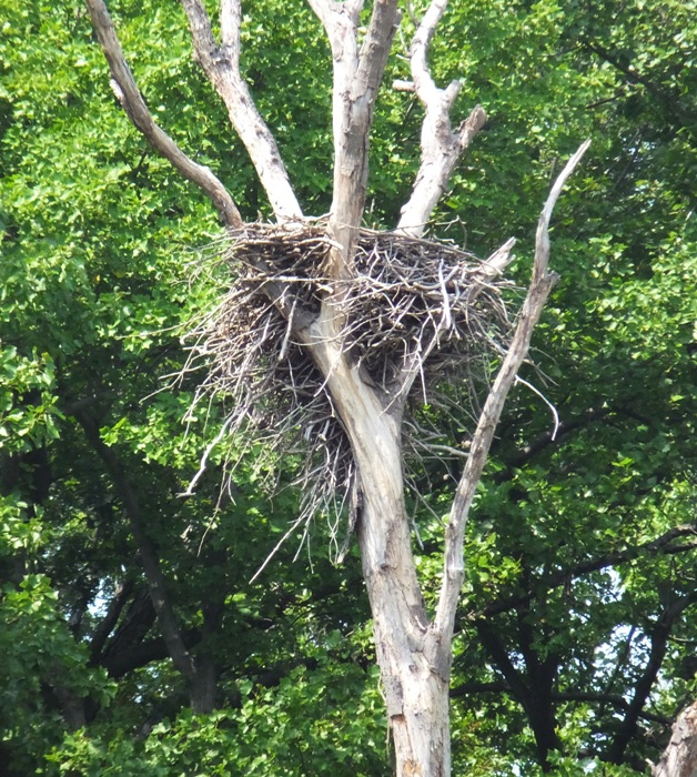 Eagle nest in tree