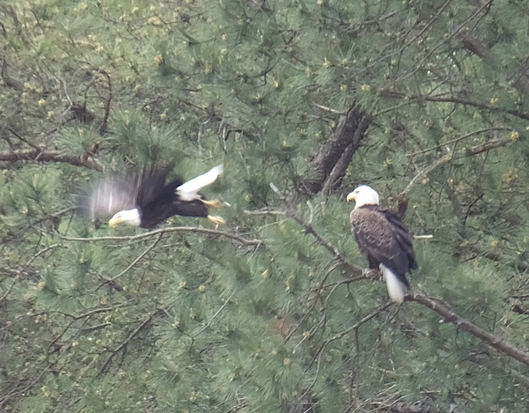 Two bald eagles, one taking flight