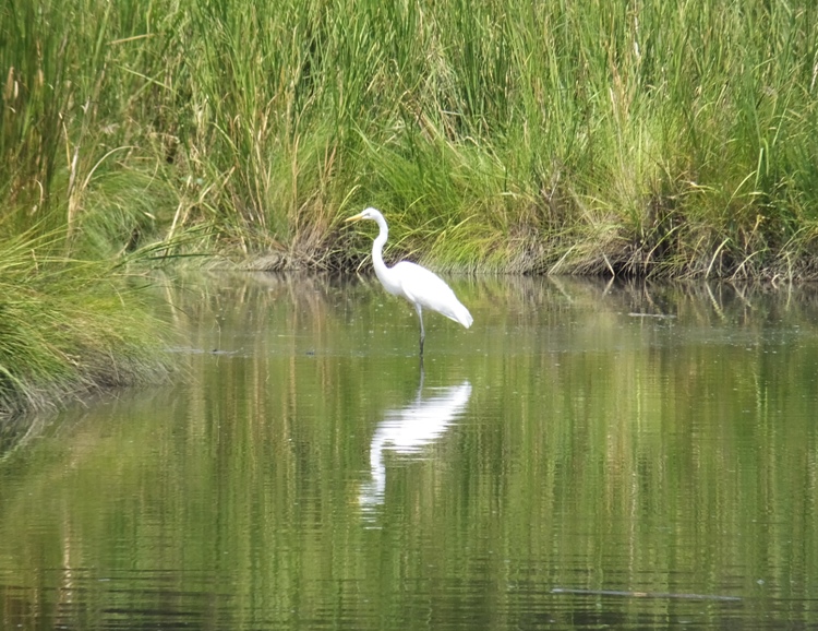 Egret standing in shallow water