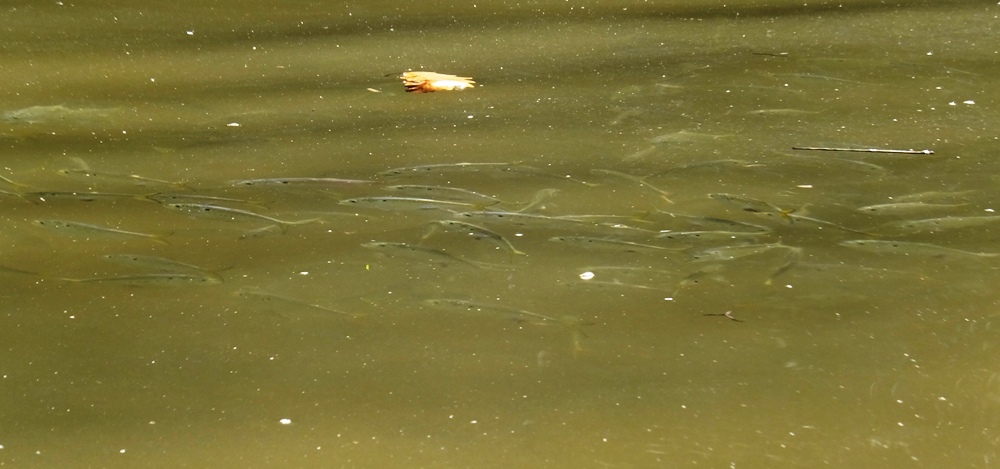 Close-up view of fish