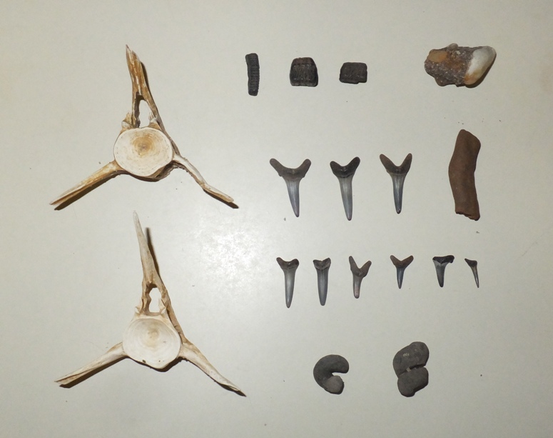 Vertebrae, shark teeth, ray dental palate, and turitella molds