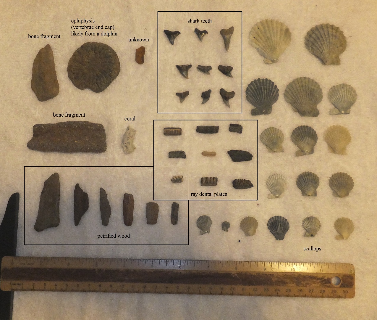 Fossils and shells I found while I was out