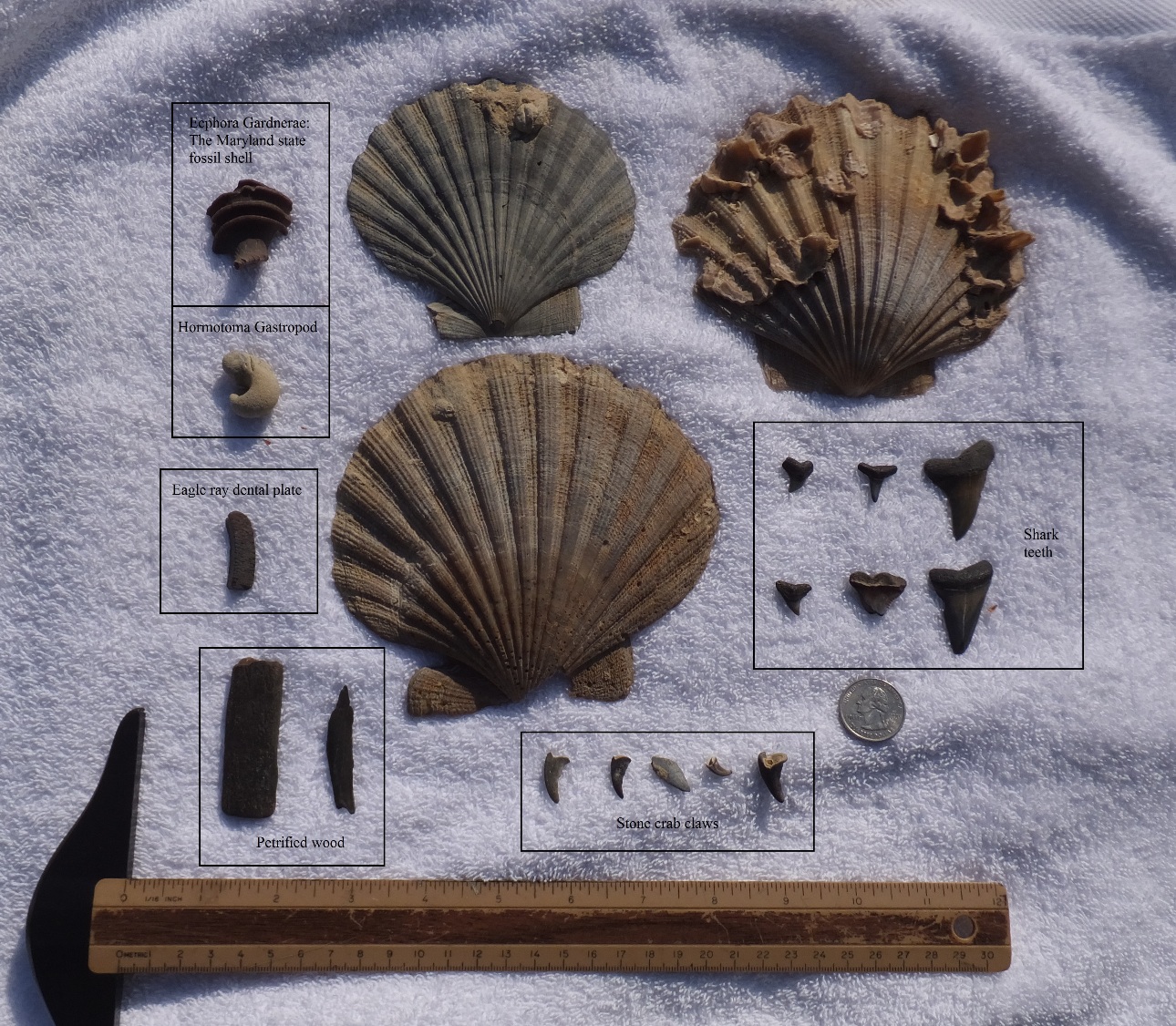 The fossils and shells I found
