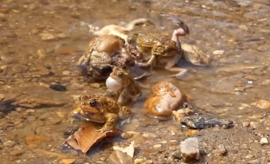 Several toads mating