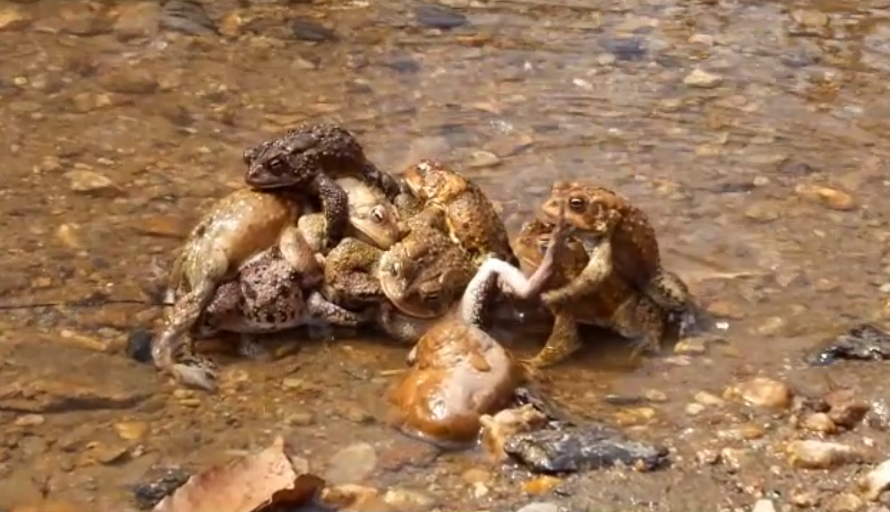 Several toads mating