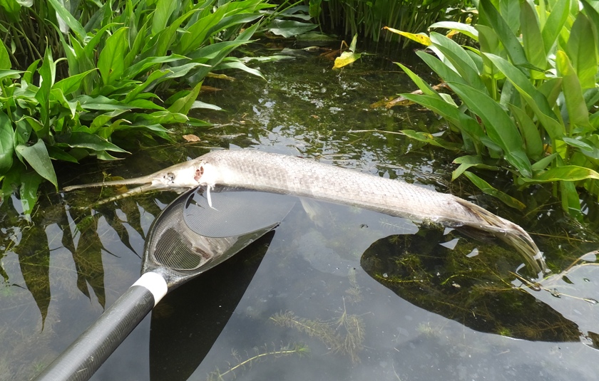 My paddle lifting up dead gar