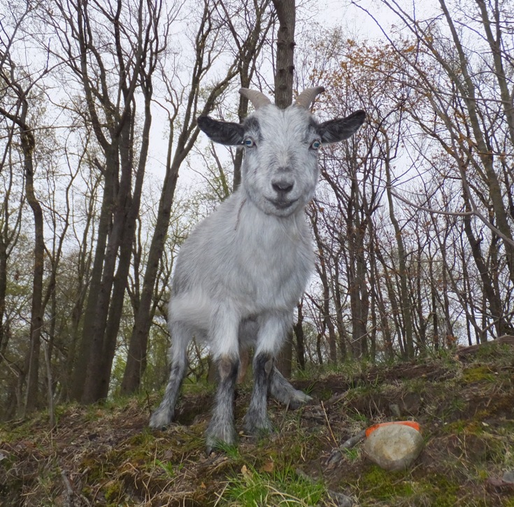 Head-on view of goat looking at me