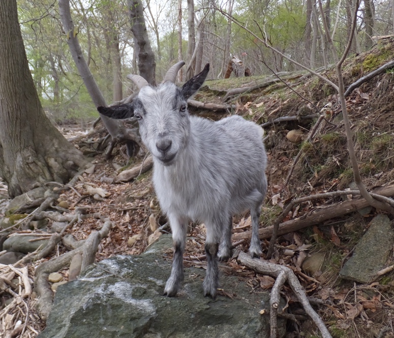 Slightly different angle view of the same goat