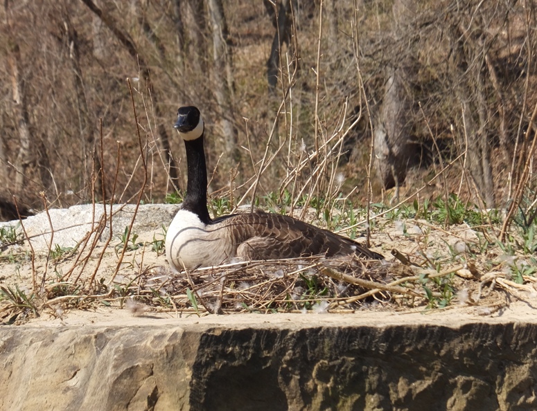 Canada Goose sitting on nest on old bridge foundation