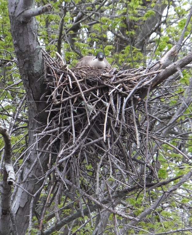 Canada goose on osprey nest