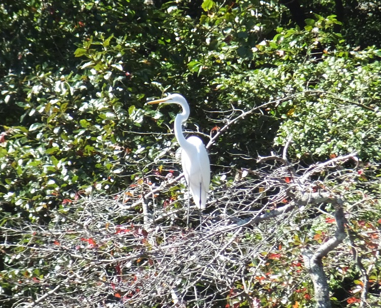 Great egret in tree