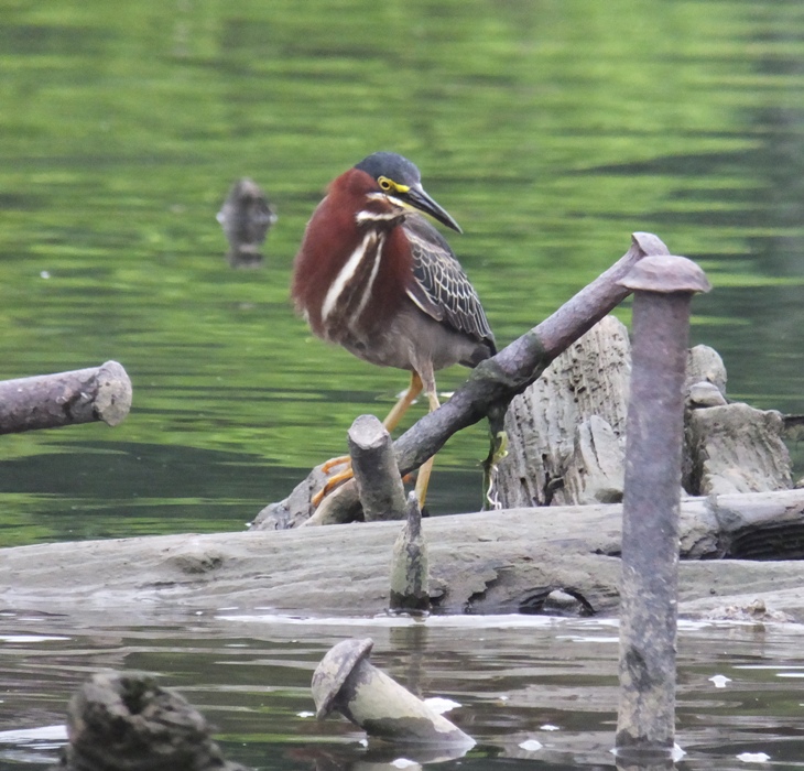 Green heron on wreck