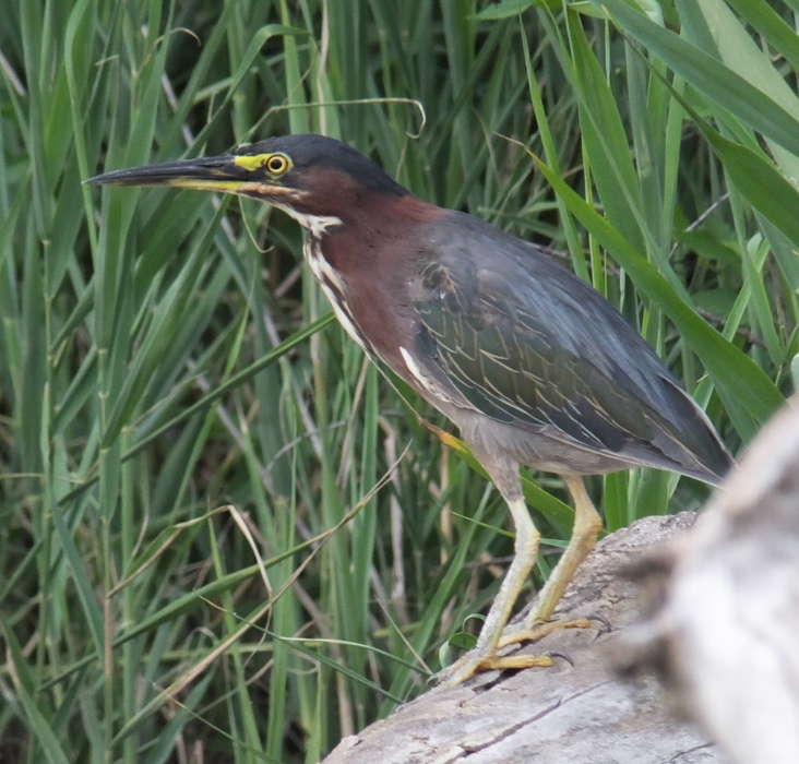 Green heron perched on shore