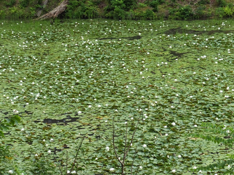 White water lilies on pond