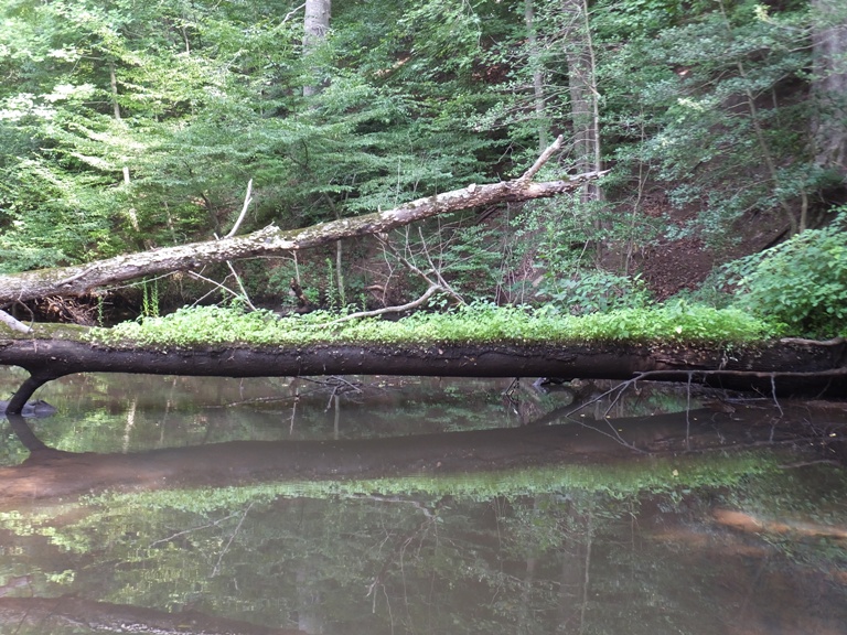 Log with lots of stuff growing on it