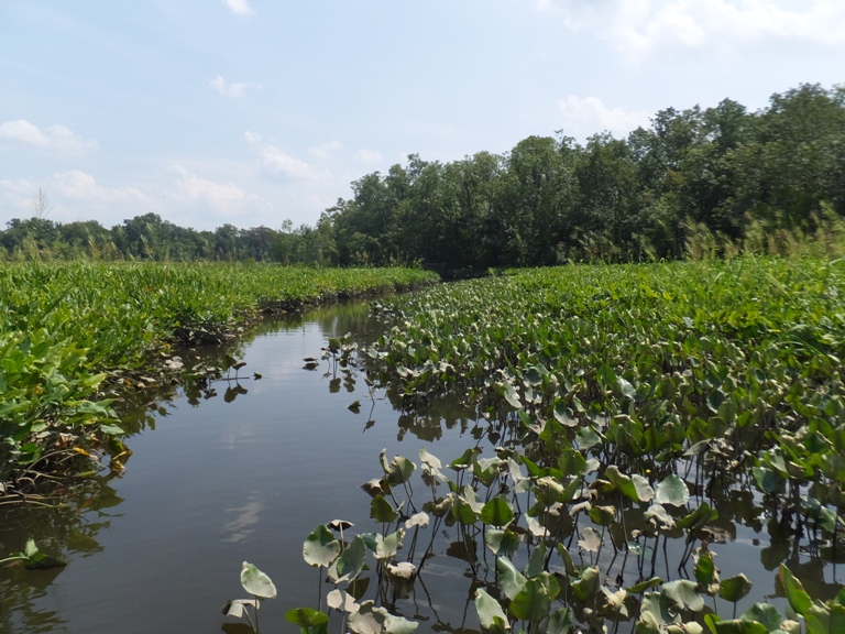 Waterway through the spatterdock forming a maze