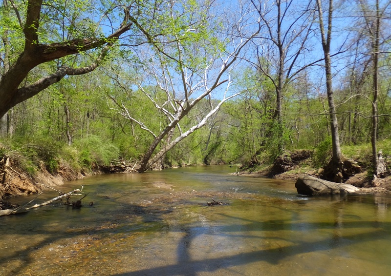 Looking downstream at a view of leaves on trees