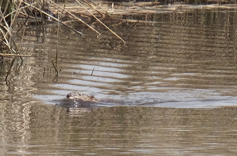 Muskrat swimming