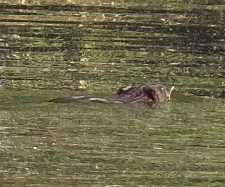 Muskrat swimming away with reed in its mouth