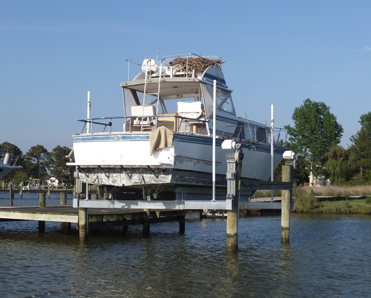 Osprey nest built on powerboat removed from the water
