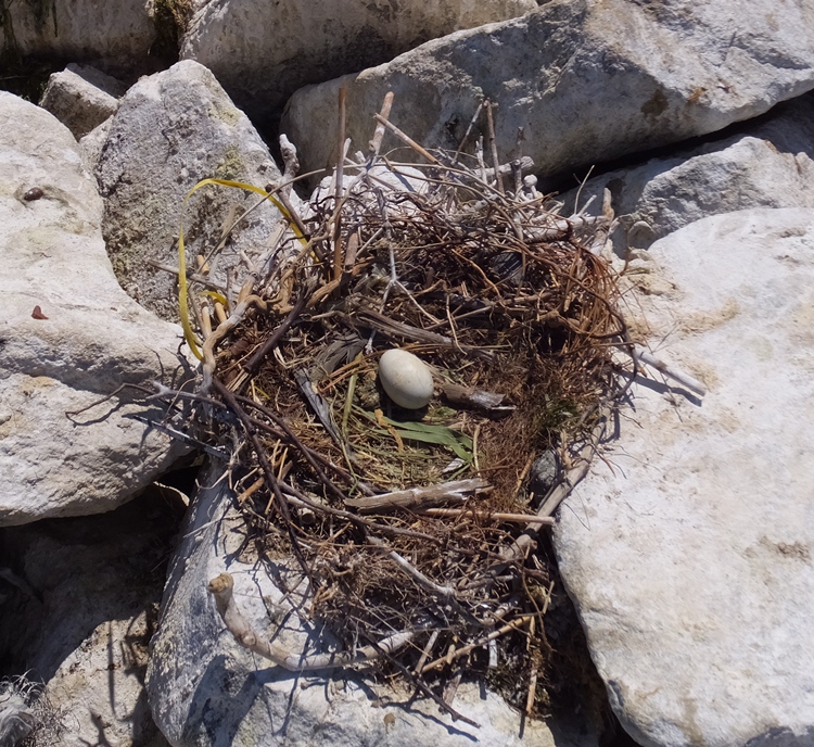 Looking down on an attended nest with a single egg