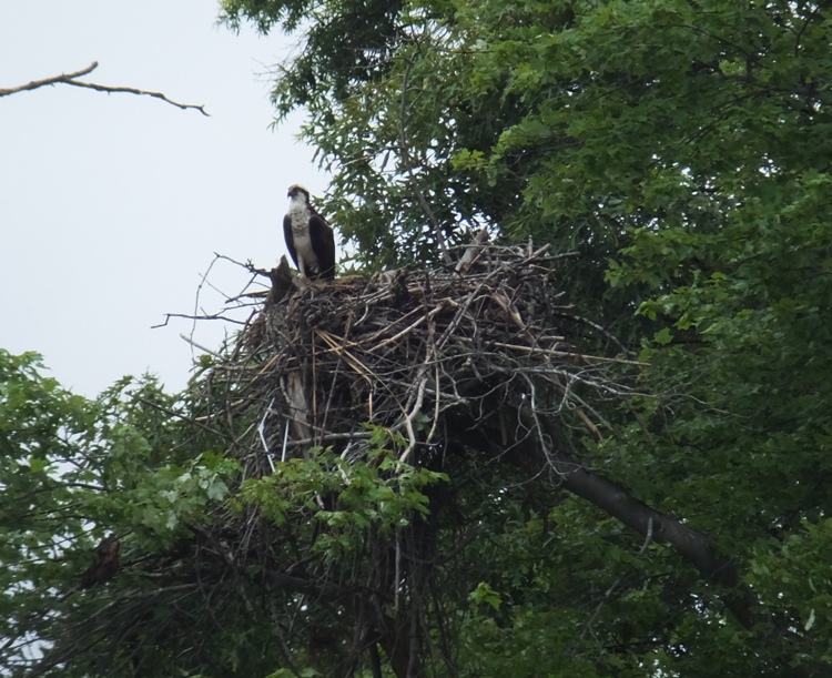 Osprey perched on nest