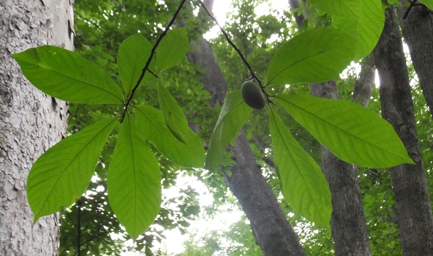 Paw paw fruit in tree