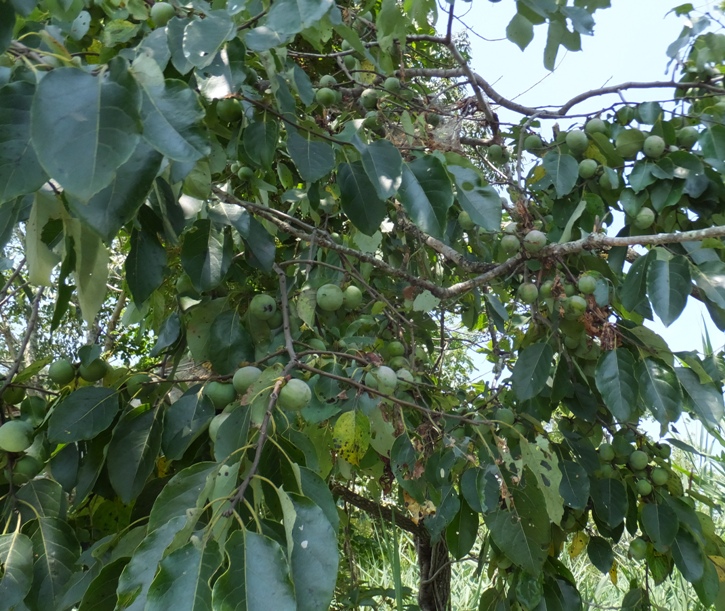 Unripe persimmons in tree