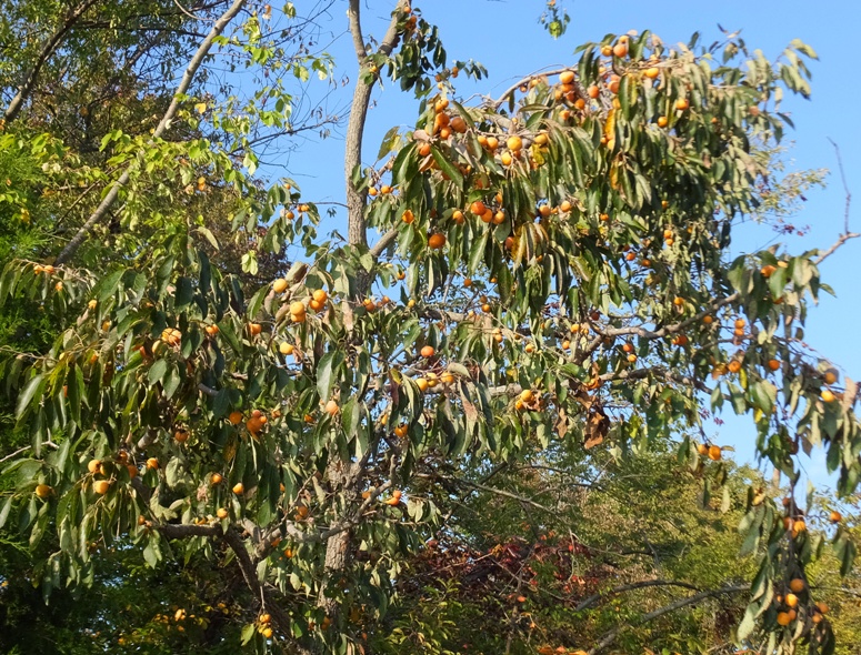 Lots of persimmons in tree
